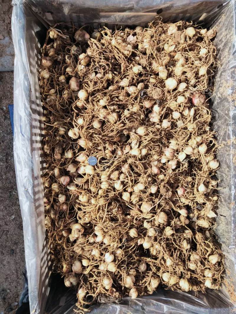 蔬菜种子批发