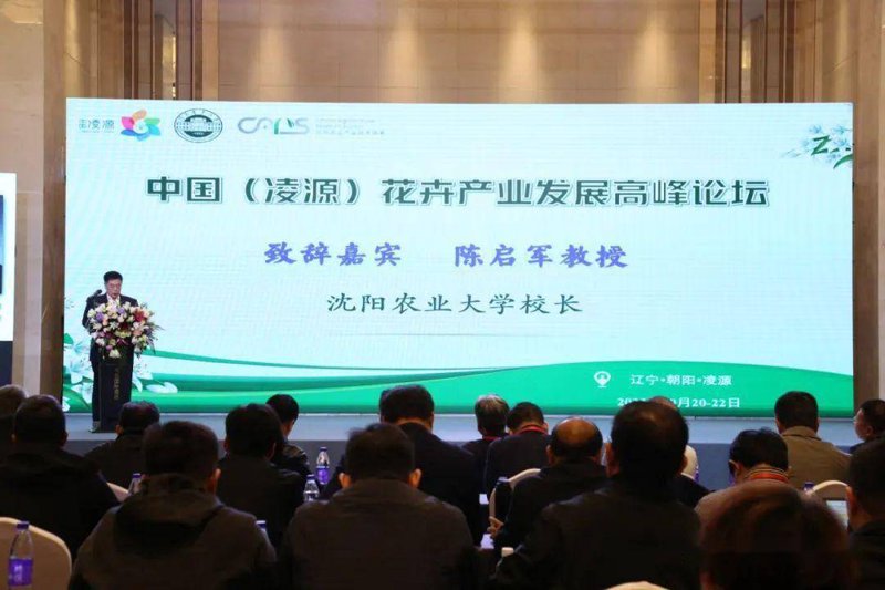 凌源种苗产业观察：从番茄黄瓜辣椒种子到秧苗销售的全链条解析